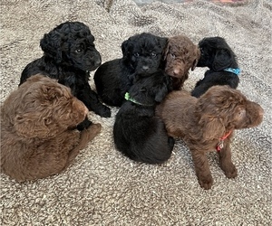 Chesa-Poo Puppy for sale in HARTLY, DE, USA
