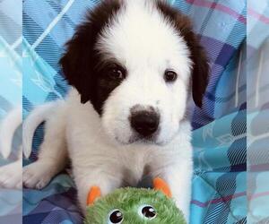 Great Pyrenees-Unknown Mix Dogs for adoption in San Diego, CA, USA