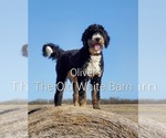 Small Photo #6 Bernedoodle Puppy For Sale in HIGGINSVILLE, MO, USA