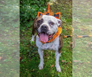 Dalilah - Female Boxer-Unknown Mix Dog for Adoption - Photo #2