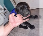 Small Photo #2 Labrador Retriever Puppy For Sale in VENUS, TX, USA