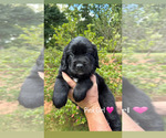 Puppy Pink English Cream Golden Retriever-Saint Bernard Mix