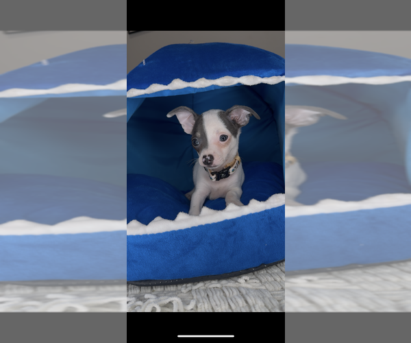 Medium Photo #6 Chihuahua Puppy For Sale in CHARLOTTE, NC, USA