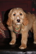 Small Photo #5 Goldendoodle Puppy For Sale in LAKELAND, FL, USA