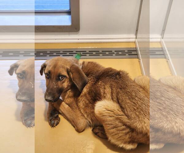 Medium Photo #9 Mutt Puppy For Sale in Hinton, WV, USA