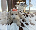 Small Photo #10 Poodle (Miniature) Puppy For Sale in LANCASTER, MO, USA