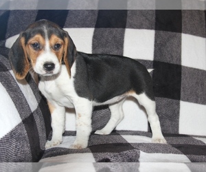Beagle Puppy for sale in PINE GROVE, PA, USA