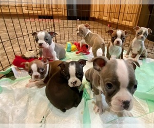 Boston Terrier Puppy for sale in HORSE CAVE, KY, USA
