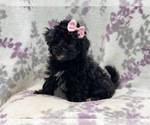 Small Photo #1 Schnoodle (Miniature) Puppy For Sale in LAKELAND, FL, USA