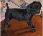 Small Photo #15 Cane Corso Puppy For Sale in GRENVILLE, NM, USA