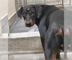 Doberman Pinscher Dogs for adoption in Upland, CA, USA