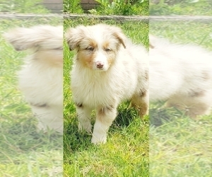 Australian Shepherd Puppy for Sale in LAKELAND, Florida USA