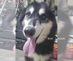 Small Siberian Husky