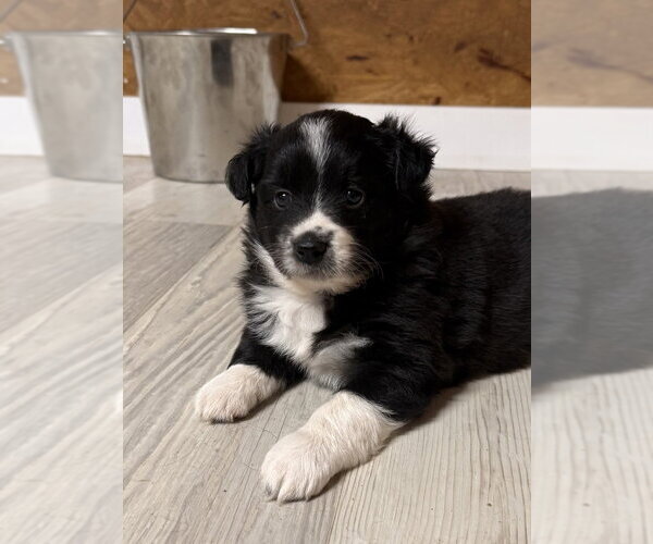 Medium Photo #1 Australian Shepherd Puppy For Sale in Bolivar, MO, USA