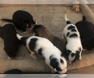 Newfoundland-Saint Bernard Mix Puppy for sale in VALLEYFORD, WA, USA