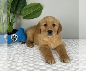 Golden Retriever Puppy for Sale in FRANKLIN, Indiana USA
