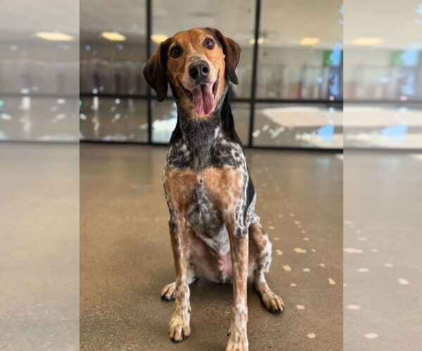 Medium Photo #19 Mutt Puppy For Sale in Salt Lake City, UT, USA