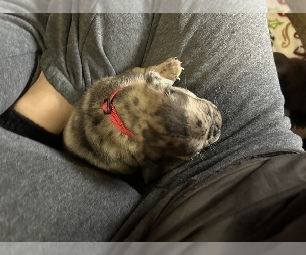 Medium Photo #4 Pug Puppy For Sale in BLOOMINGTON, IL, USA