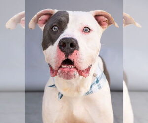American Staffordshire Terrier Dogs for adoption in Pasadena, CA, USA
