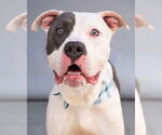 Small American Staffordshire Terrier