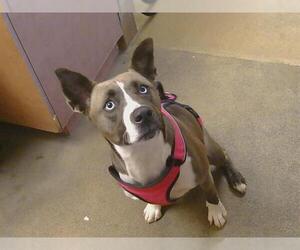 Siberian Husky-Unknown Mix Dogs for adoption in Sacramento, CA, USA