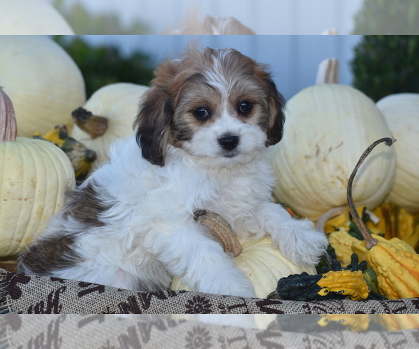 Medium Photo #2 Cavachon Puppy For Sale in ELDORADO, OH, USA