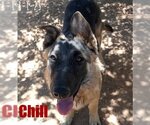 Small Photo #12 German Shepherd Dog-Unknown Mix Puppy For Sale in Apple Valley, CA, USA