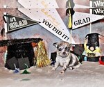 Small #2 Chihuahua