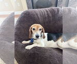 Small Beagle