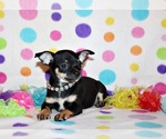 Small #1 Chihuahua
