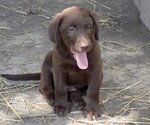 Small Photo #15 Labrador Retriever Puppy For Sale in RAYMOND, IL, USA
