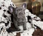 Small #1 French Bulldog