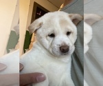 Small Photo #2 Shiba Inu Puppy For Sale in TUCSON, AZ, USA