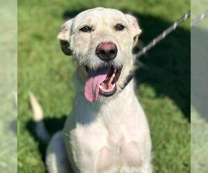 Airedale Terrier-Unknown Mix Dogs for adoption in Martinsburg, WV, USA