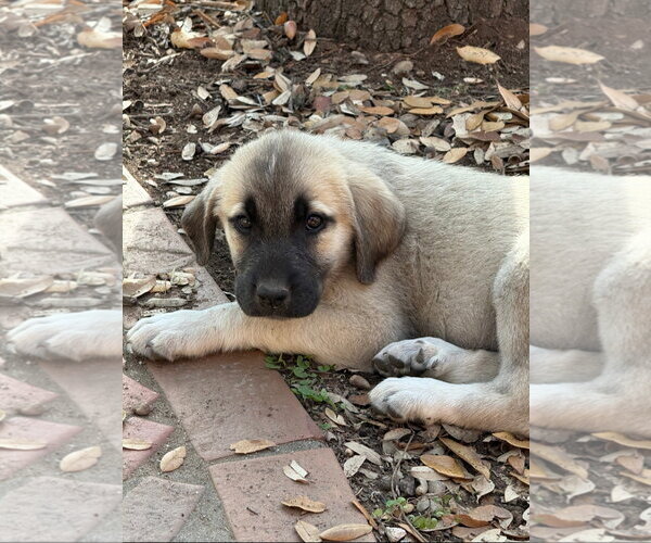 Medium Photo #7 Anatolian Pyrenees Puppy For Sale in Houston, TX, USA