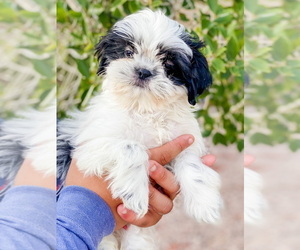 Maltipoo Puppy for sale in LAKE HAVASU CITY, AZ, USA
