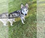 Small #2 Huskies  Mix
