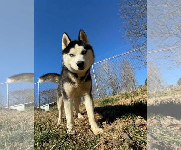 Medium Photo #4 Siberian Husky Puppy For Sale in Randleman , NM, USA
