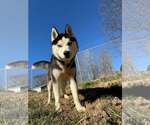 Small #3 Siberian Husky