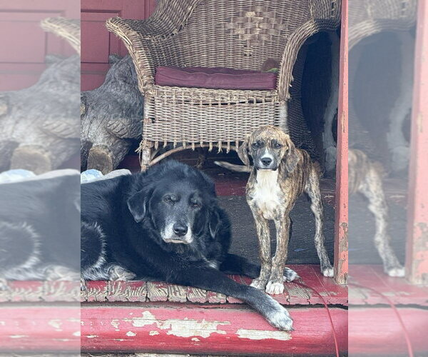 Medium Photo #11 Labrador Retriever-Unknown Mix Puppy For Sale in New York, NY, USA