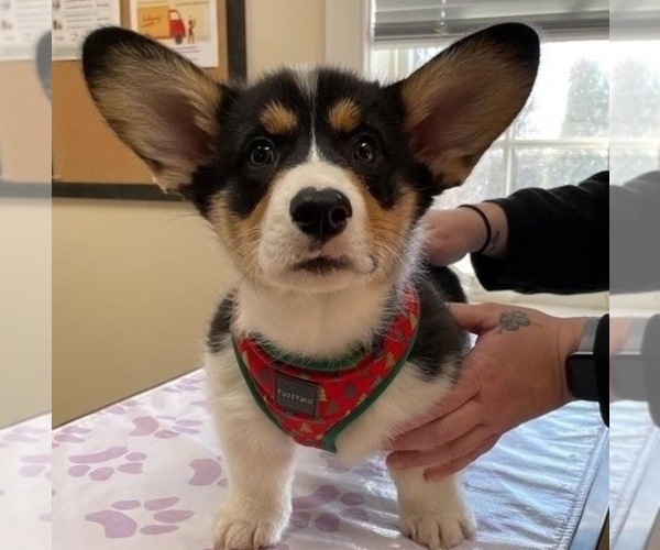 Medium Photo #1 Pembroke Welsh Corgi Puppy For Sale in LOS ANGELES, CA, USA