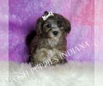 Small #5 Yorkipoo