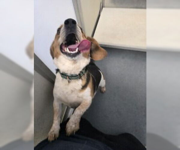 Medium Photo #2 Beagle Puppy For Sale in Glen Allen, VA, USA