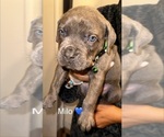 Puppy Milo Cane Corso