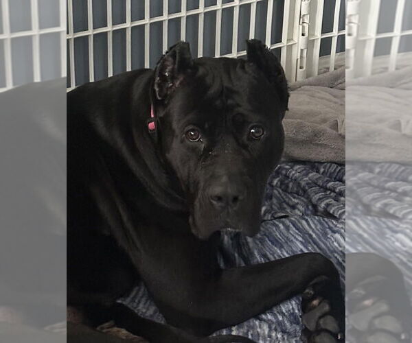 Medium Photo #8 Presa Canario Puppy For Sale in New York, NY, USA
