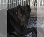 Small #7 Presa Canario