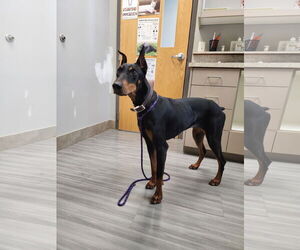 Doberman Pinscher Dogs for adoption in Buffalo, MN, USA