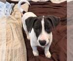 Small Photo #3 Mutt Puppy For Sale in St. Augustine, FL, USA