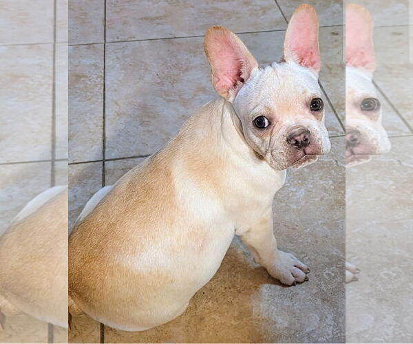Medium Photo #4 French Bulldog Puppy For Sale in Bon Carbo, CO, USA