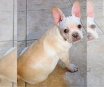 Small #3 French Bulldog